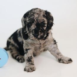 Rihanna - Merle female Goldendoodle puppy in Pleasant Grove, Utah from Canterbury Canines
