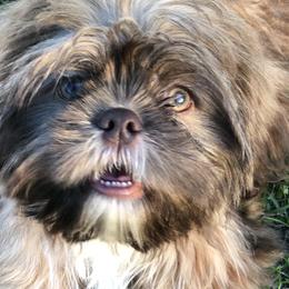 Charlie - Shih Tzu