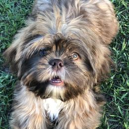 Charlie - Shih Tzu
