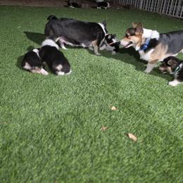 Pembroke Welsh Corgi Puppies from Dash'n Corgis of AZ