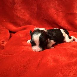 Girl 4 - Sable female Chinese Crested puppy in Auburn, Kansas from TopBrass Kennels