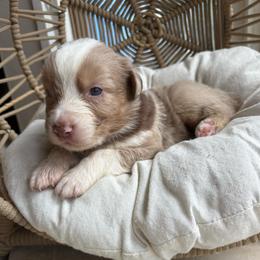 Walter - Red merle male Australian Shepherd puppy in Grants Pass, Oregon from Carmel Mountain Aussies