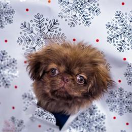 Red collar - Fawn male Pekingese puppy in Conroe, Texas from SFLK