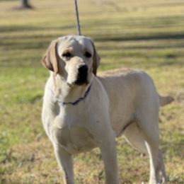 Buck - Labrador Retriever