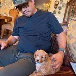 Boaz - Apricot Parti Toy Goldendoodle - Parti male Goldendoodle puppy in Lancaster, California from Kid's Best Doodle