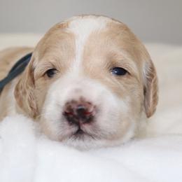 Schroeder - Parti male Goldendoodle puppy in Stratford, New Jersey from Meadow Lark Doodles