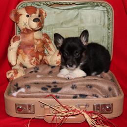 Pembroke Welsh Corgi Puppies from Wild West Corgis of Texas