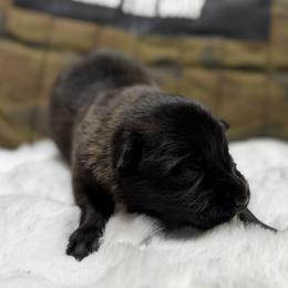 Juna - Black brindle female Dutch Shepherd puppy in Watertown, Connecticut from APACHEK9