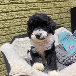 Garnet - Black and white female Bernedoodle puppy in Carmichaels, Pennsylvania from JensenBelle Doodles