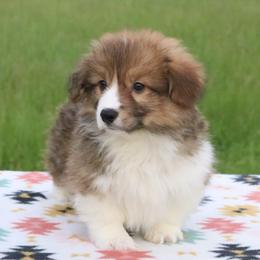 Sparrow - Sable male Pembroke Welsh Corgi puppy in Fayetteville, Arkansas from Intergalactic Corgis