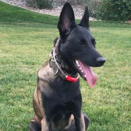 Belgian Malinois puppies from Tactical Rockette