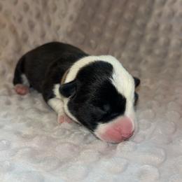 Spruce (Brown Collar) - Black and white male Cardigan Welsh Corgi puppy in Clio, Michigan from Old Oak Cardigans