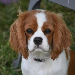 Georgia - Cavalier King Charles Spaniel