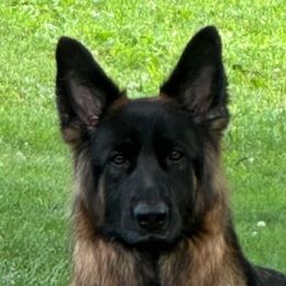 Findlay - German Shepherd