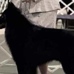 Belgian Sheepdogs from Kimberly Perry