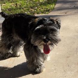 Dachshunds and Miniature Schnauzers from CBR Mini Dachshunds