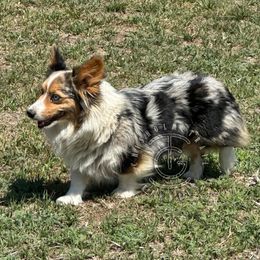 Oshi - American Corgi