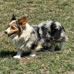 Oshi - American Corgi