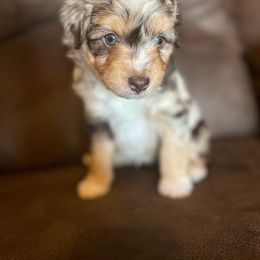 Chase - Red merle Aussiedoodle puppy in Tonopah, Arizona from Lazy T9 Ranch