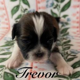 Trevor - Gold and white male Shih Tzu puppy in Hemet, California from Aloha Shih Tzu