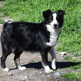 Willow - Australian Shepherd