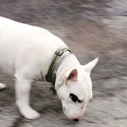 Miniature Bull Terriers from Ray's Mini Bull Terrier