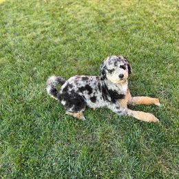 River - Aussiedoodle