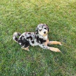 River - Aussiedoodle