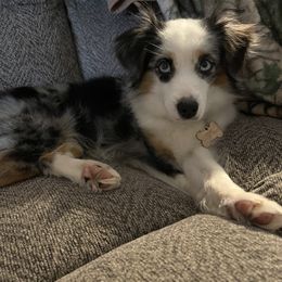 Rainey - Toy Australian Shepherd