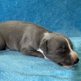 Bongo - Blue male Whippet puppy in Gentry, Arkansas from Mardel Robeson of Mulberry Hollow Whippets