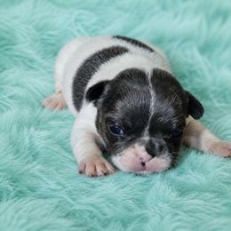 Blemish - Black and white female French Bulldog puppy in Maplewood, New Jersey from Poos&Bulls Keepsake