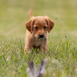 Golden Retriever Puppies from Stormy Hill Golden Retrievers