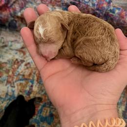 Bryan  - red abstract - Red  male Poodle puppy in Goliad, Texas from Sassy Lil Aussies and Diamond W Poodles