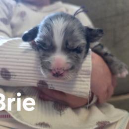 Brie - Blue merle female Bernedoodle puppy in Blackfoot, Idaho from Draper Mountain Doodles