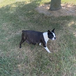 Stella - Boston Terrier