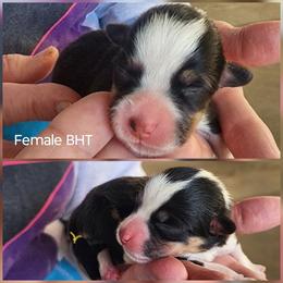 Girl 3 - Black and tan female Pembroke Welsh Corgi puppy in Odessa, Missouri from LOYAL T K9's CORGIS