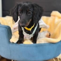 Oakley - Black and tan female Dachshund puppy in Hartsville, Tennessee from B+B Co Miniature Dachshunds