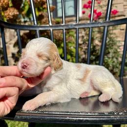 Gwen - Parti female Pyredoodle puppy in Bowling Green, Ohio from FDF Pyredoodles & Bernedoodles
