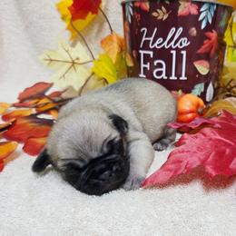 Fawn Boy - Fawn male Pug puppy in Tulsa, Oklahoma from Locust Creek Pugs & Japanese Chin's