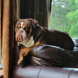 Rye - Bulldog