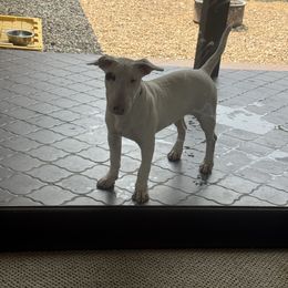 Betty white - White female Bull Terrier puppy in Jasper, Indiana from Beautiful Bullies
