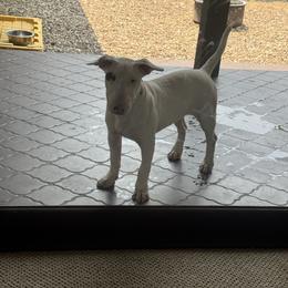 Betty white - White female Bull Terrier puppy in Jasper, Indiana from Beautiful Bullies