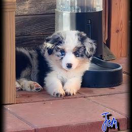 Miniature American Shepherd Puppies from Jem Miniature American Shepherds