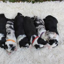 Border Collie Puppies from Team Reeves Ranch