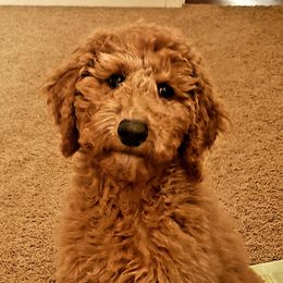 Goldendoodles from Dapper Doods