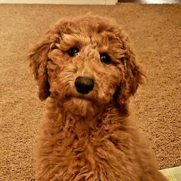 Goldendoodles from Dapper Doods