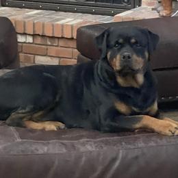 Rottweilers from Touvell