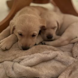 Labrador Retriever Puppies from No Boundaries Kennels