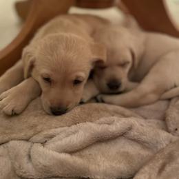Labrador Retriever Puppies from No Boundaries Kennels