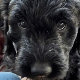 Pink - Black Goldendoodle puppy in Spokane, Washington from A1Doodles